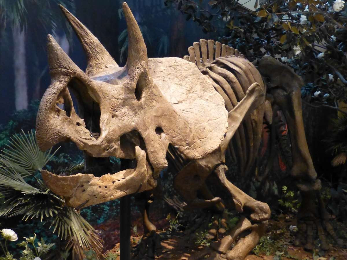 Triceratops Fossil