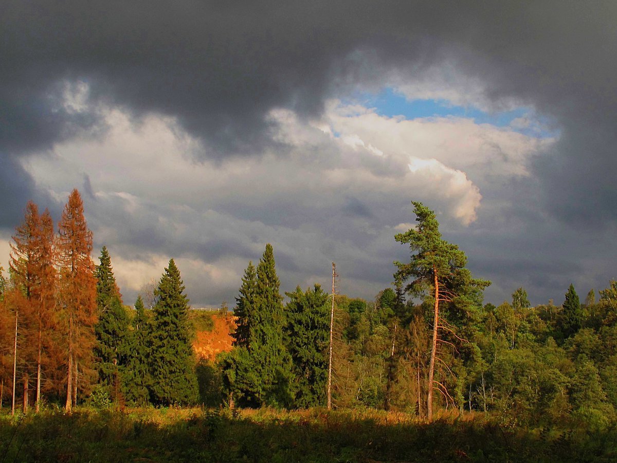 Уж небо осенью дышало картина к стихотворению