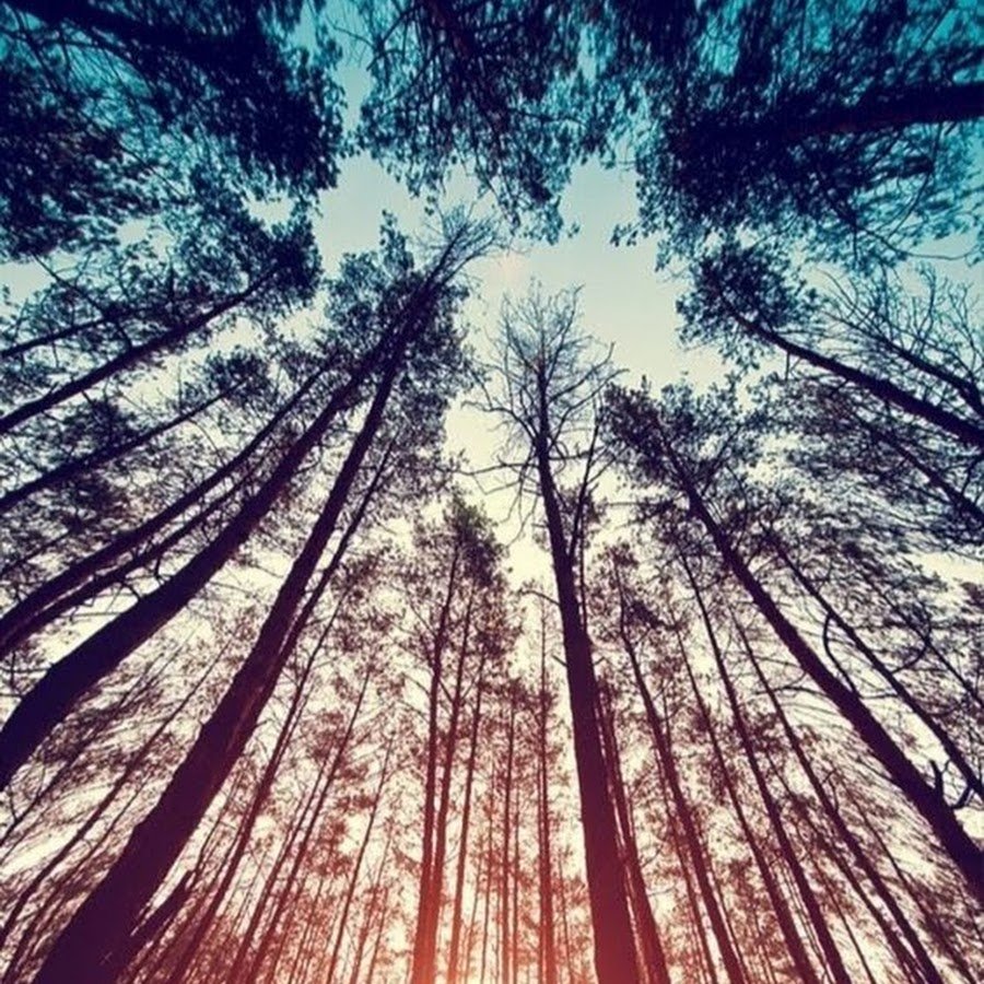 Firewatch пейзажи