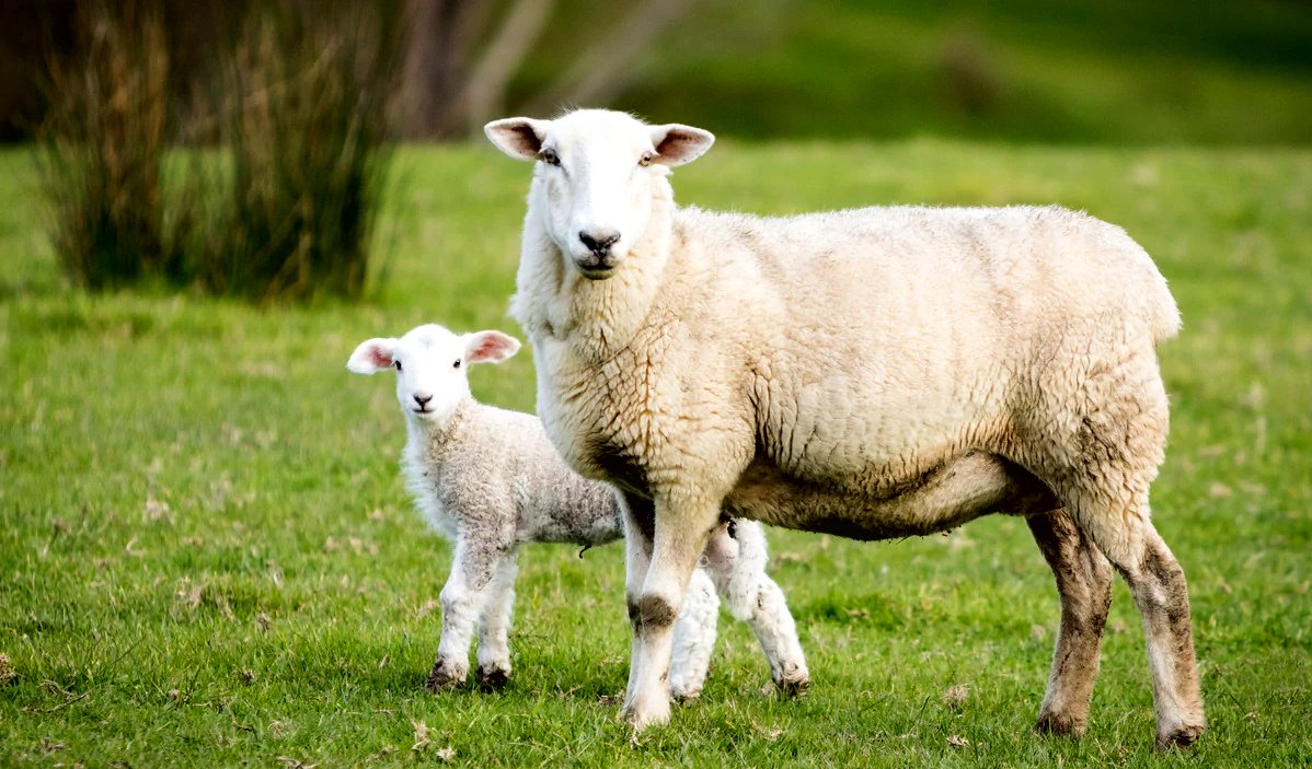 Трах овечки с ягненком