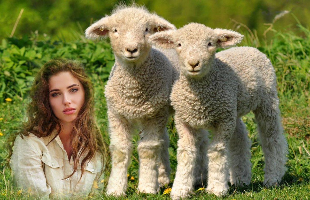 Домашние животные ягненок