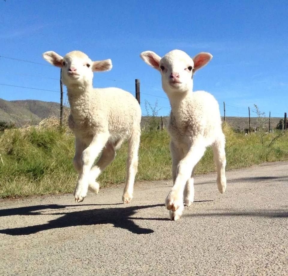 Ягнята козлята