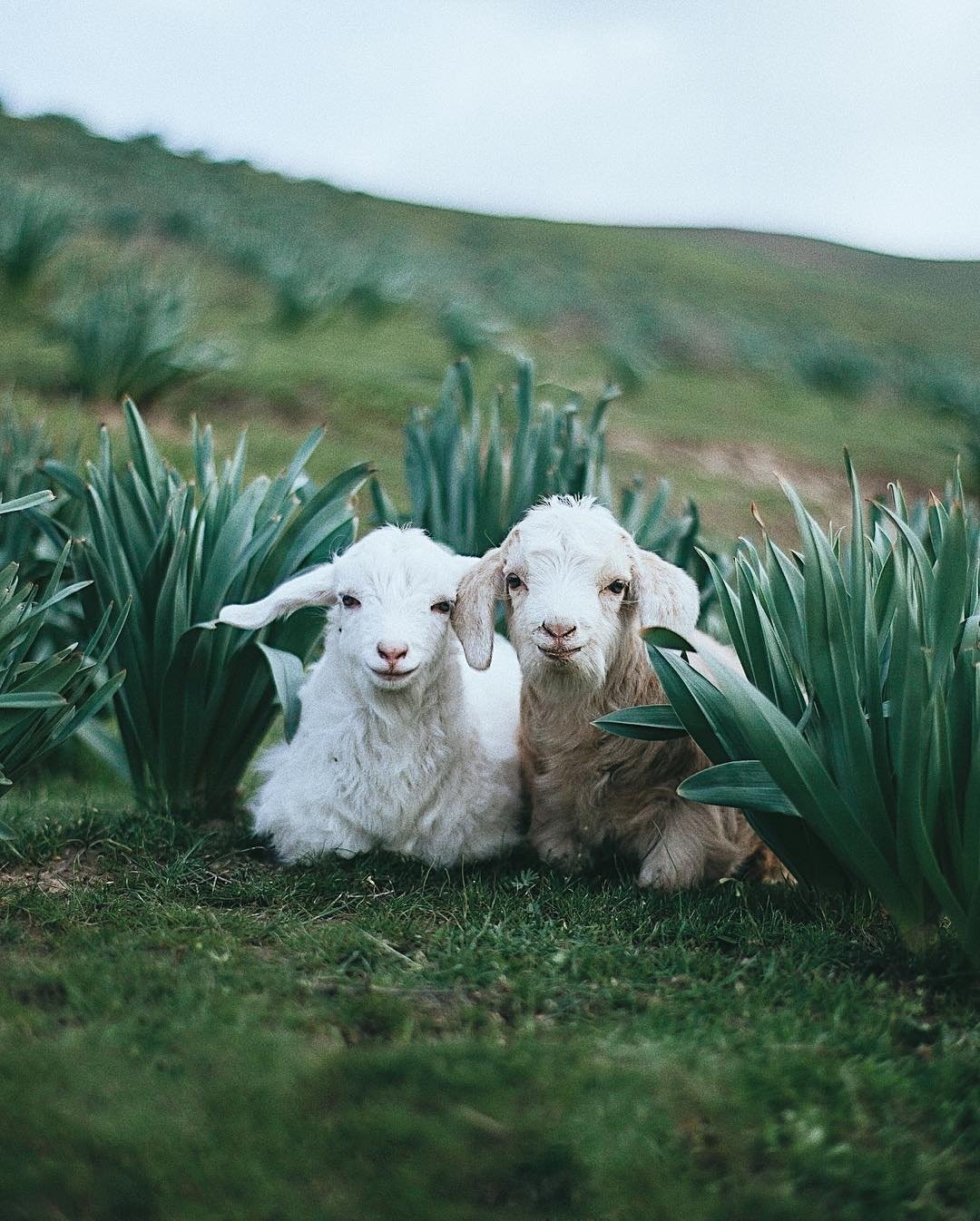 Ягнята козлята