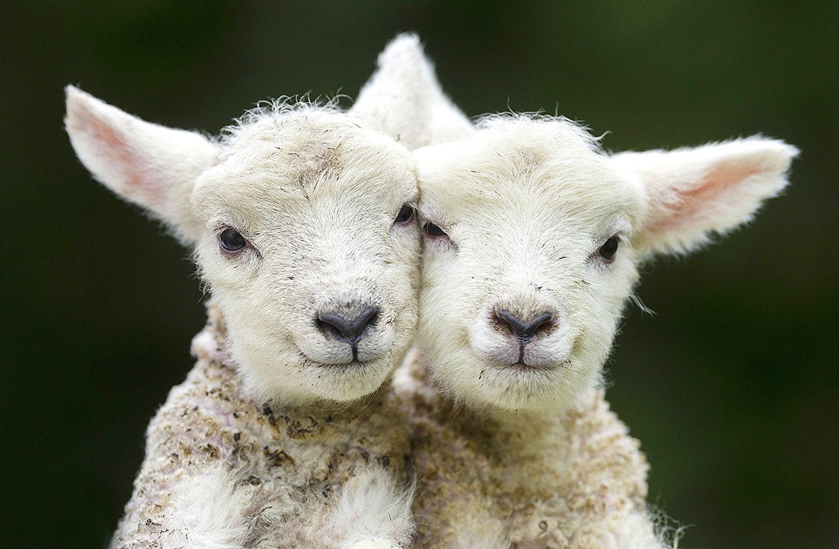 Маленькие ягнята