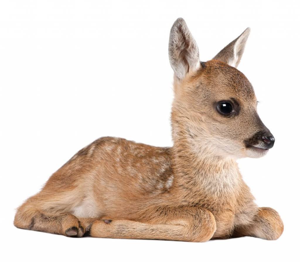 Пятнистый олень рисунок цветными карандашами