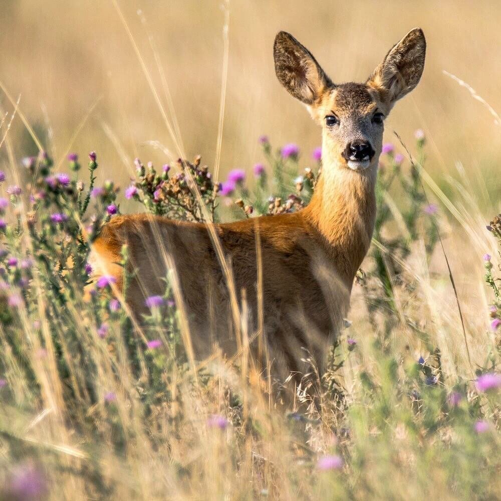 Европейская косуля детёныш