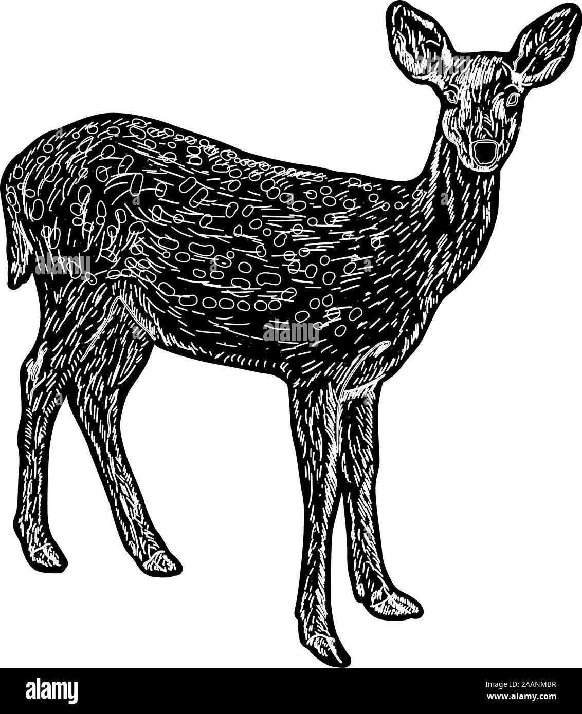 Маньчжурская косуля