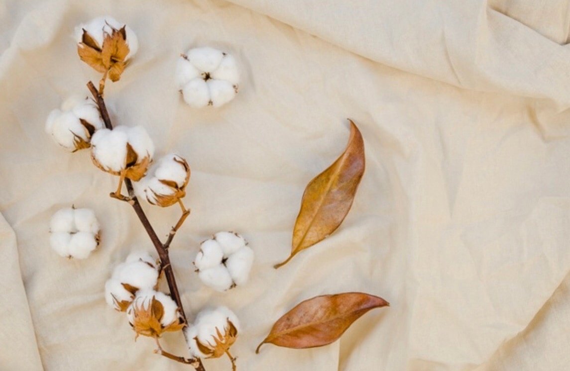 Ветка хлопка