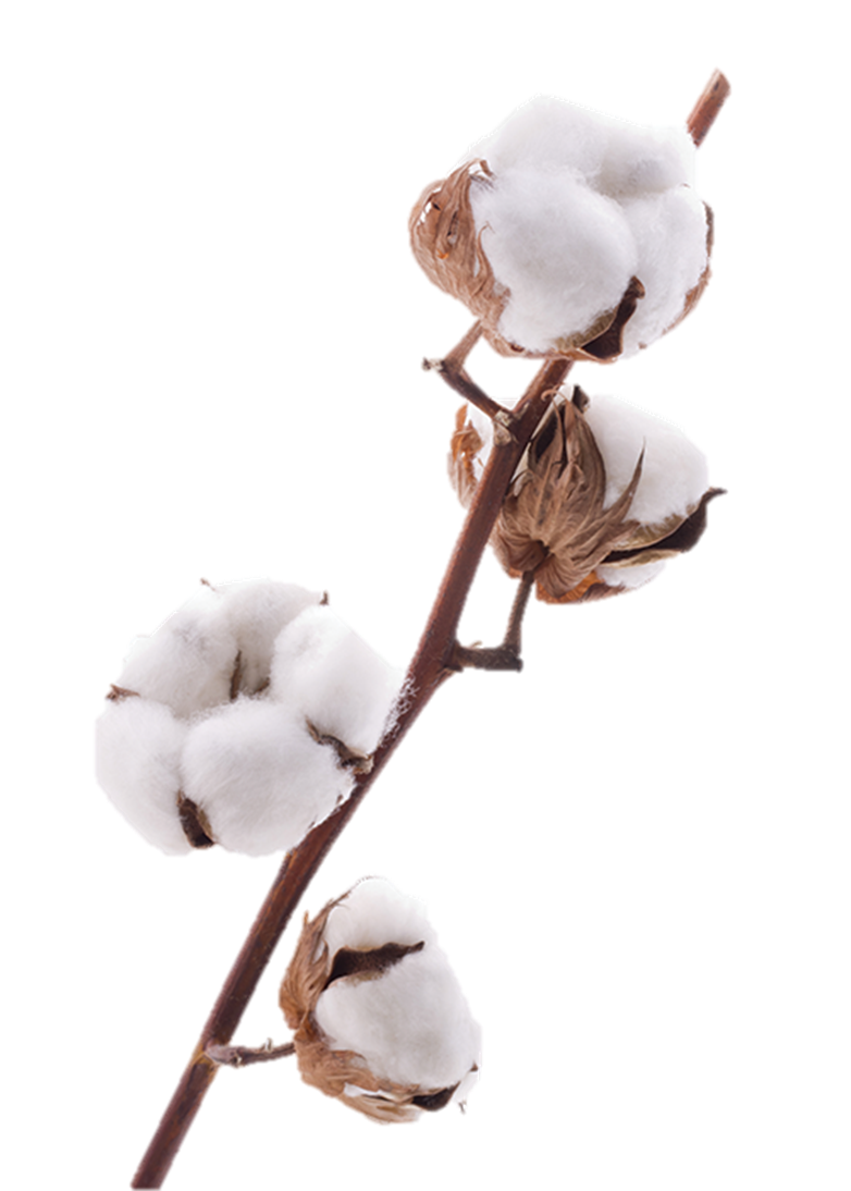 Хлопок цветок