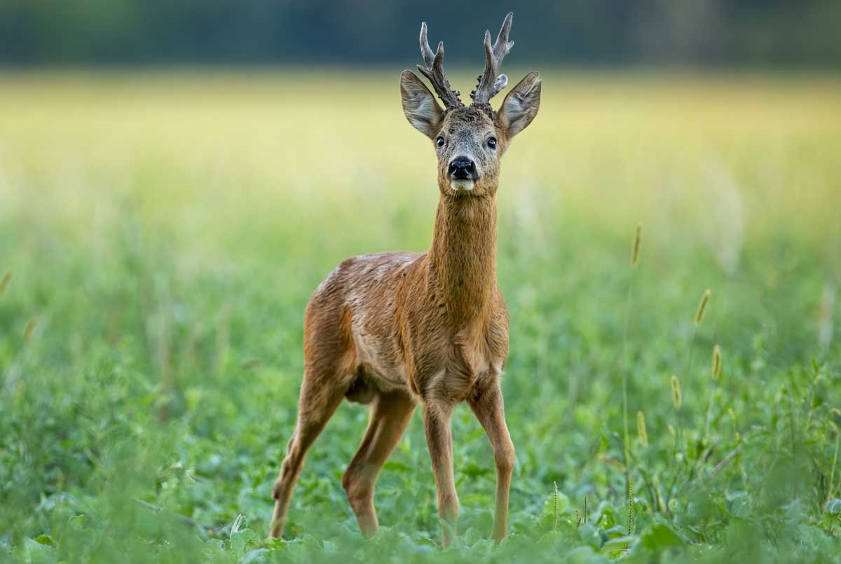Живопись косули