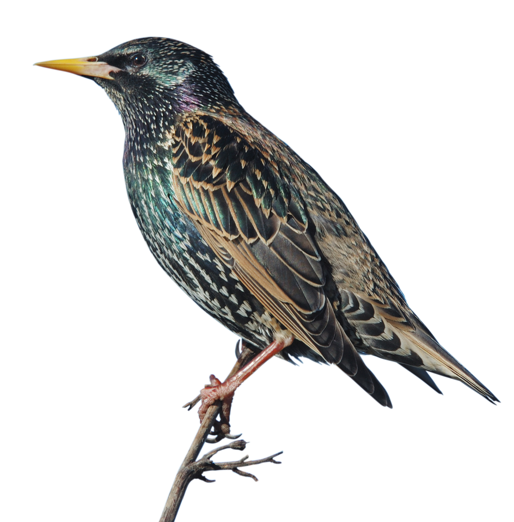 Обыкновенный скворец Шпак