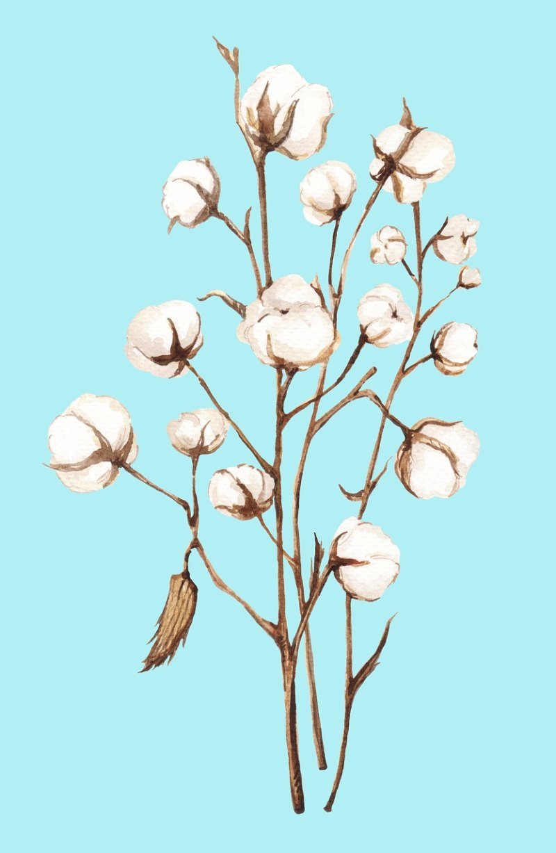 Хлопок растение