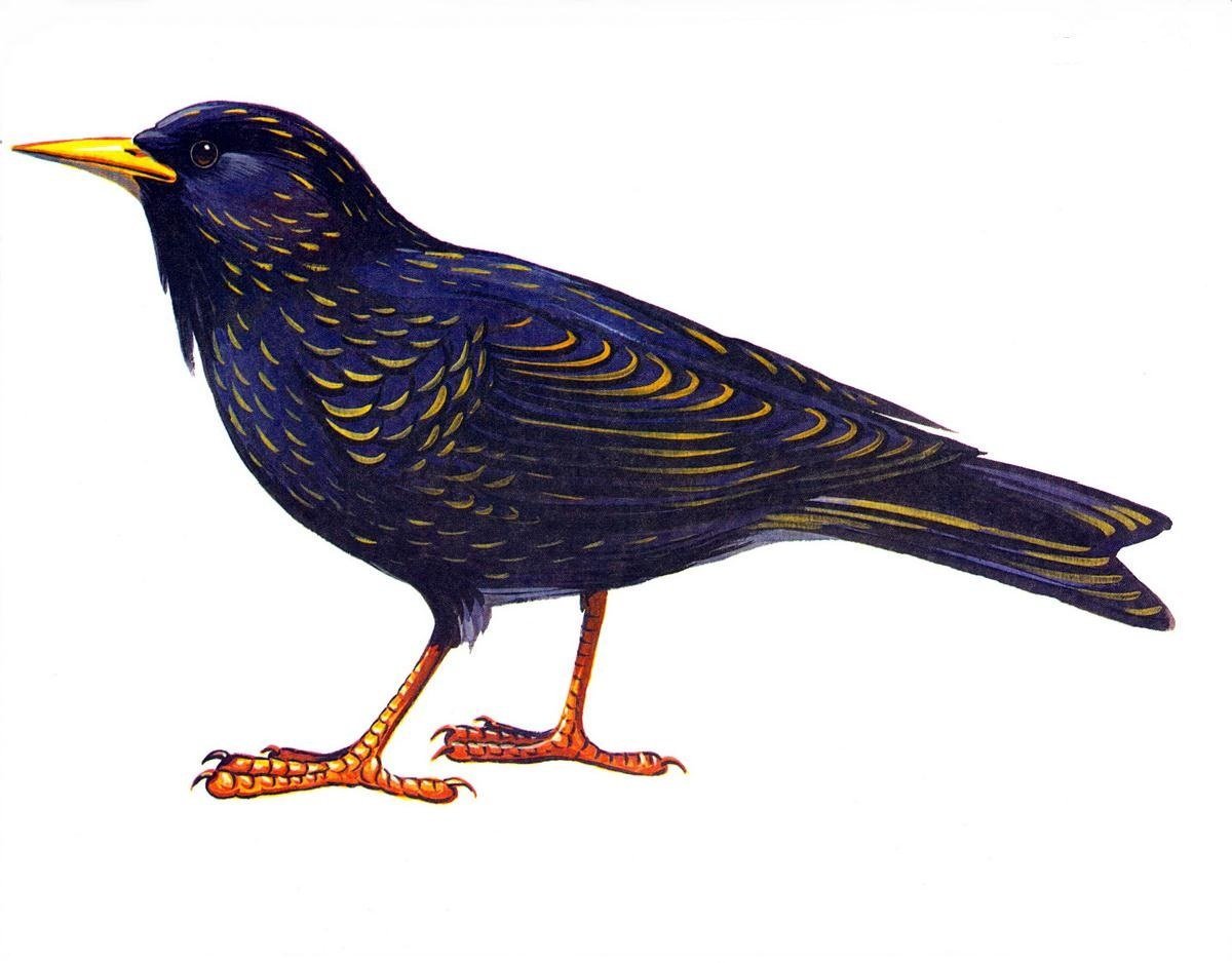 Скворец картинка для детей на прозрачном фоне