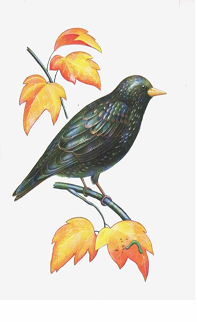 Снегирев скворец