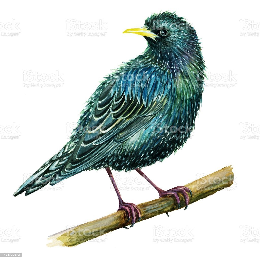 Скворец птица на белом фоне