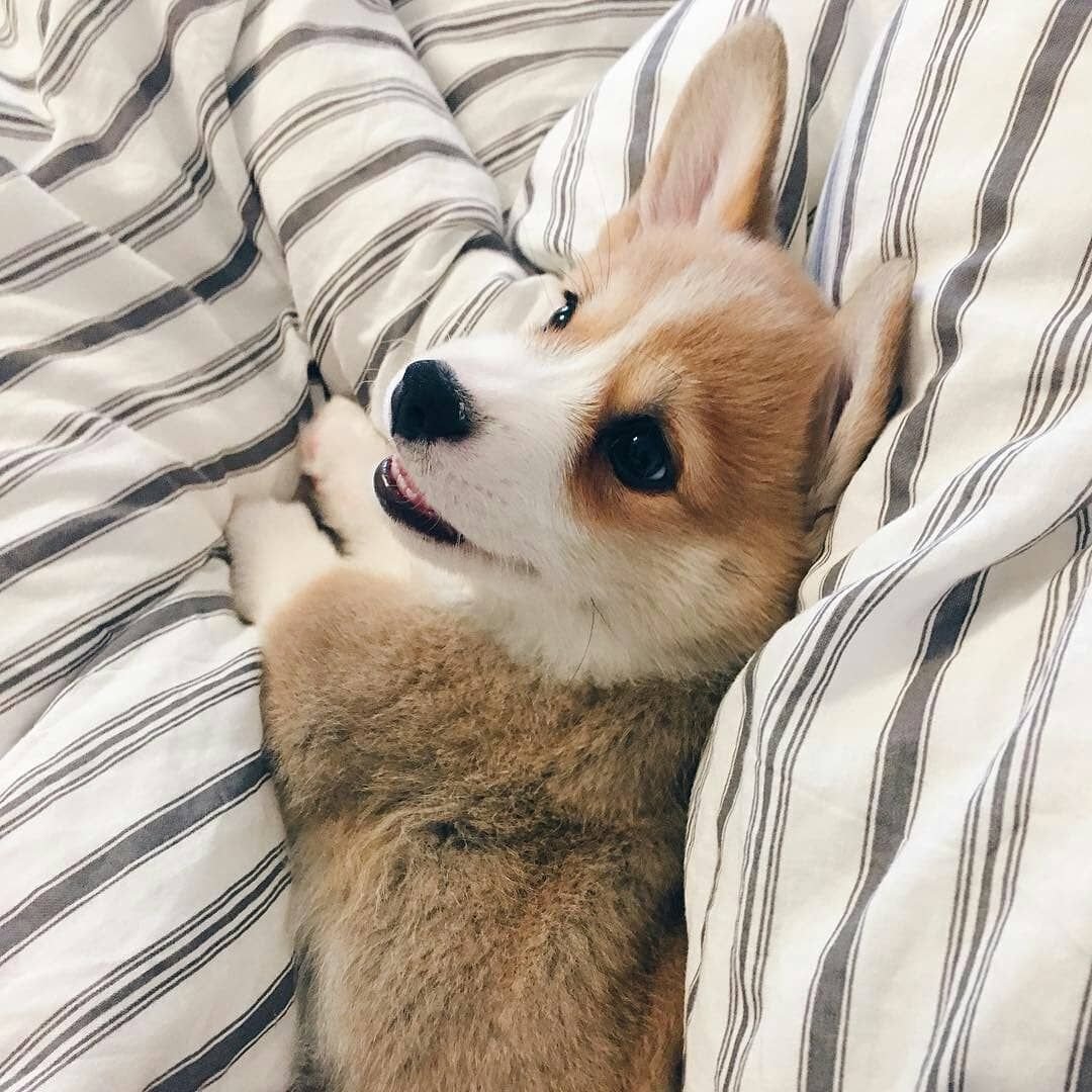 Корги Эстетика Пинтерест