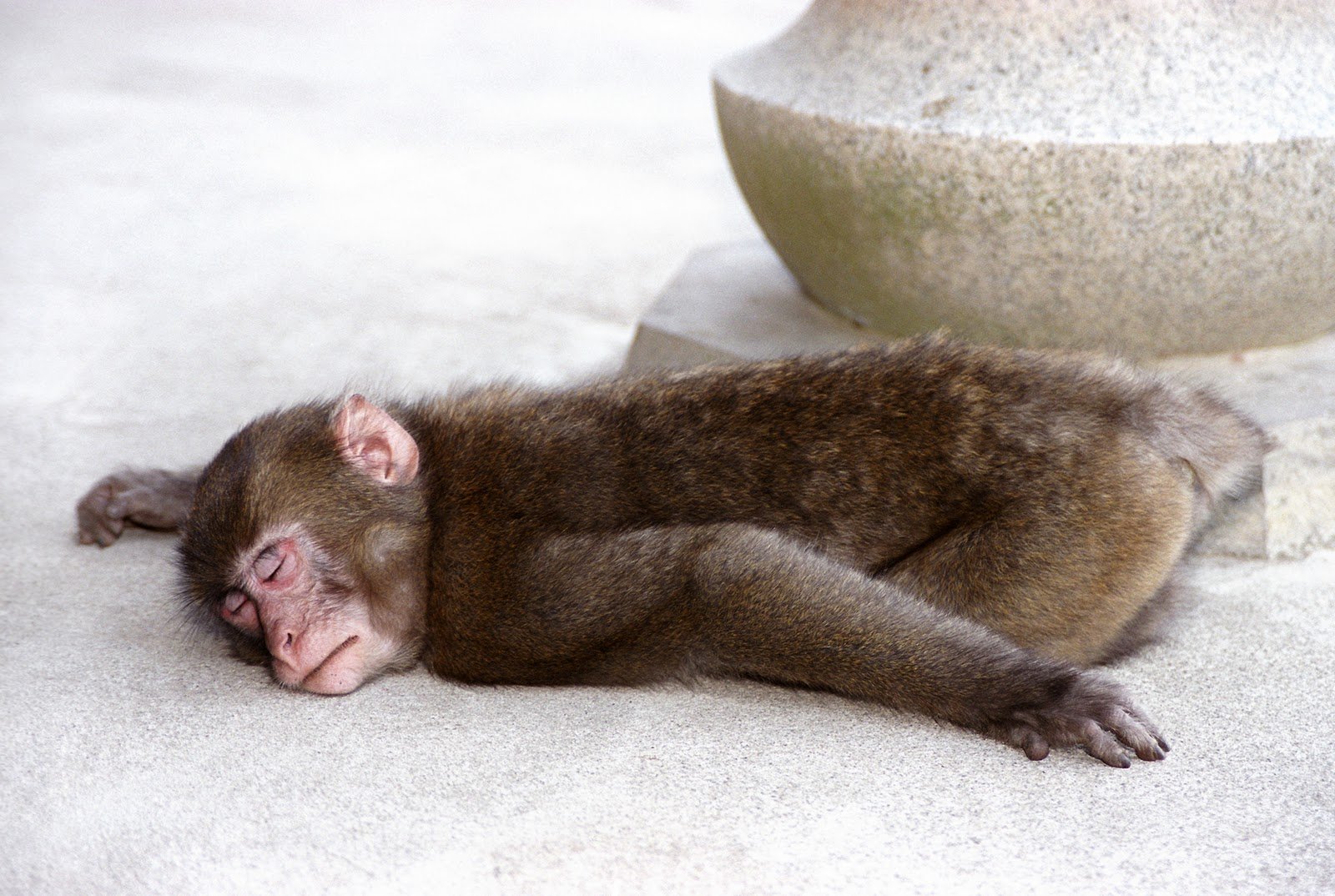 Сегодня очень устал. Уставшая обезьяна. Спящие обезьяны. Сонная обезьяна.
