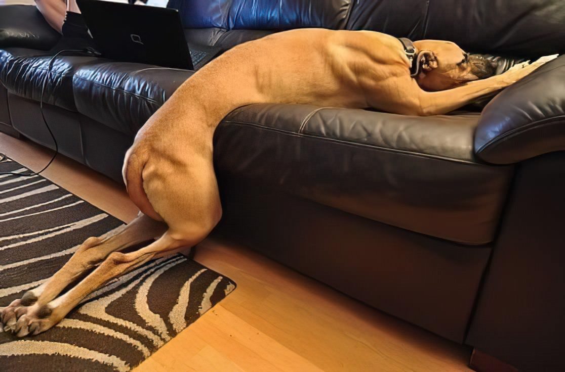 Уставшая собака