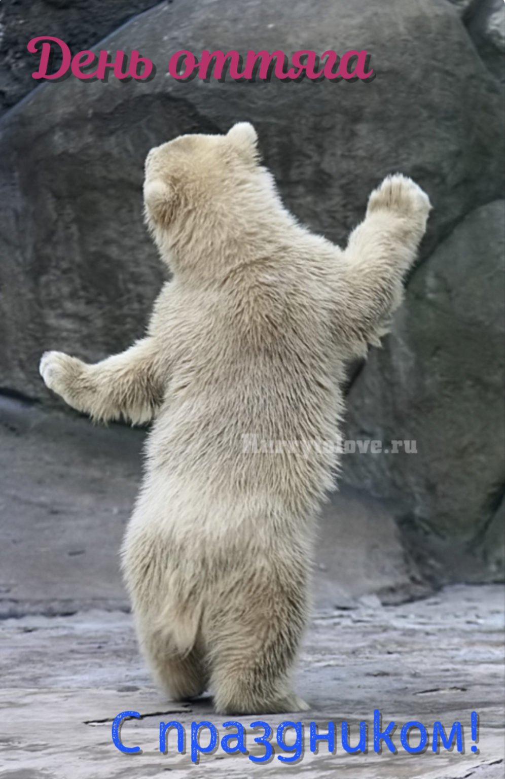 Белый медведь смешной