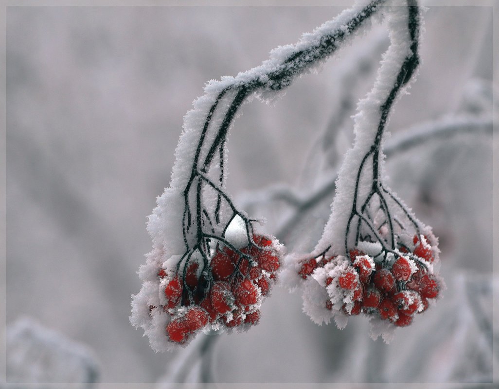 Заснеженная ветка рябины