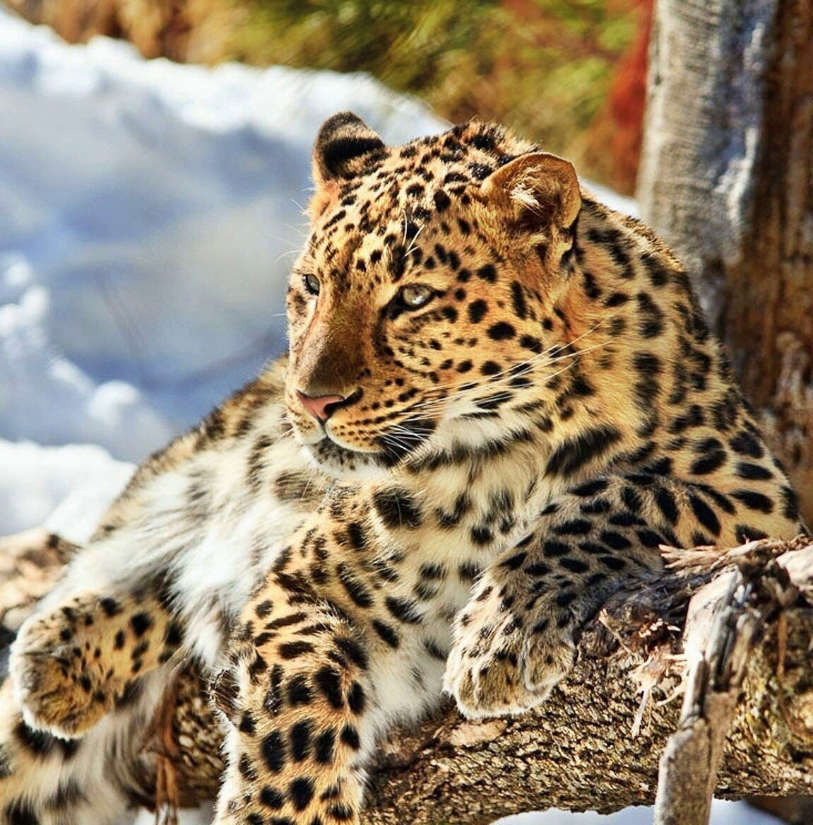 Яндекс леопард