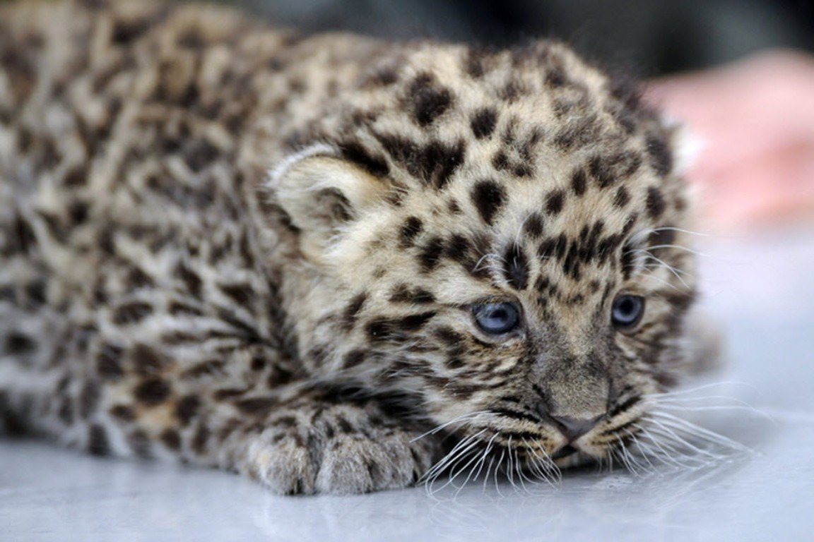 Дальневосточный леопард численность