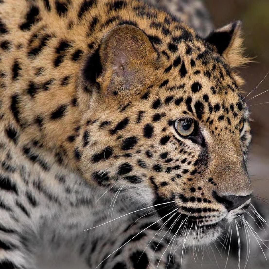 Дальневосточный леопард