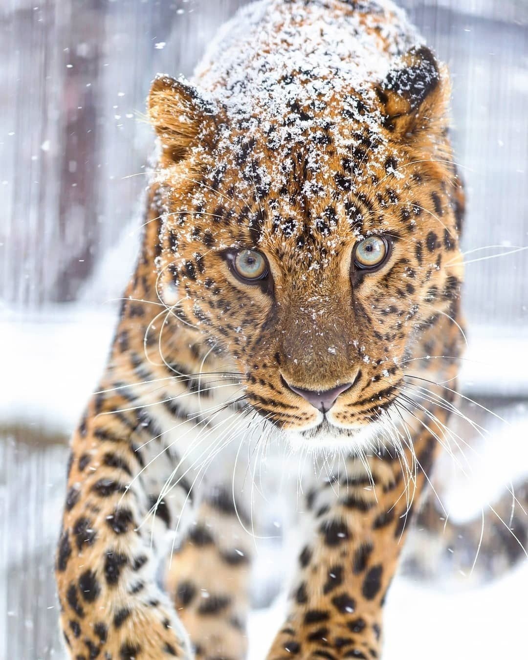 Амурский леопард