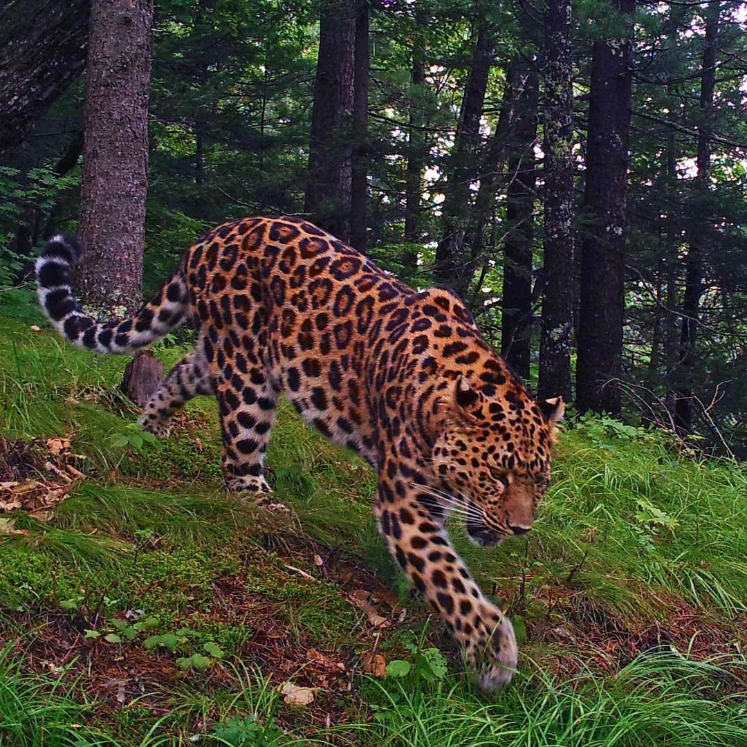 Диких животных