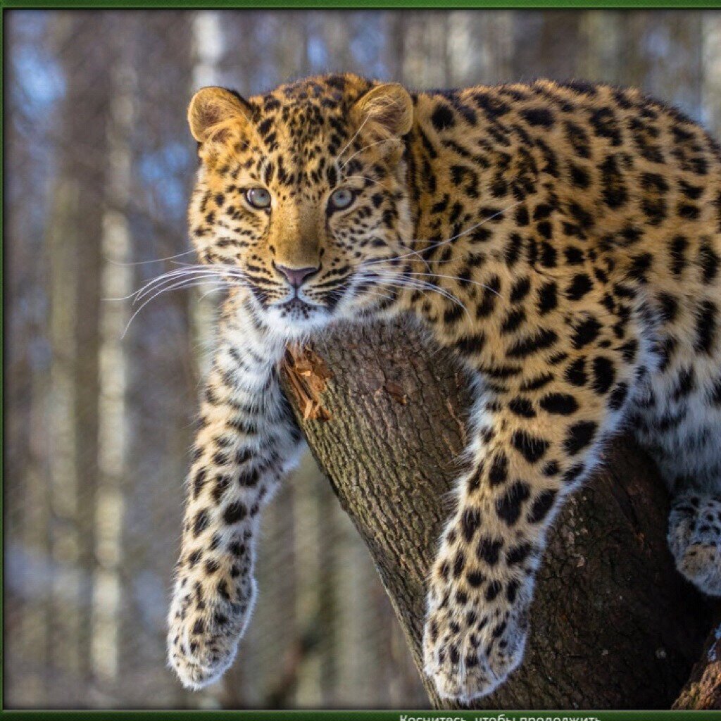 Леопард Новосибирский зоопарк