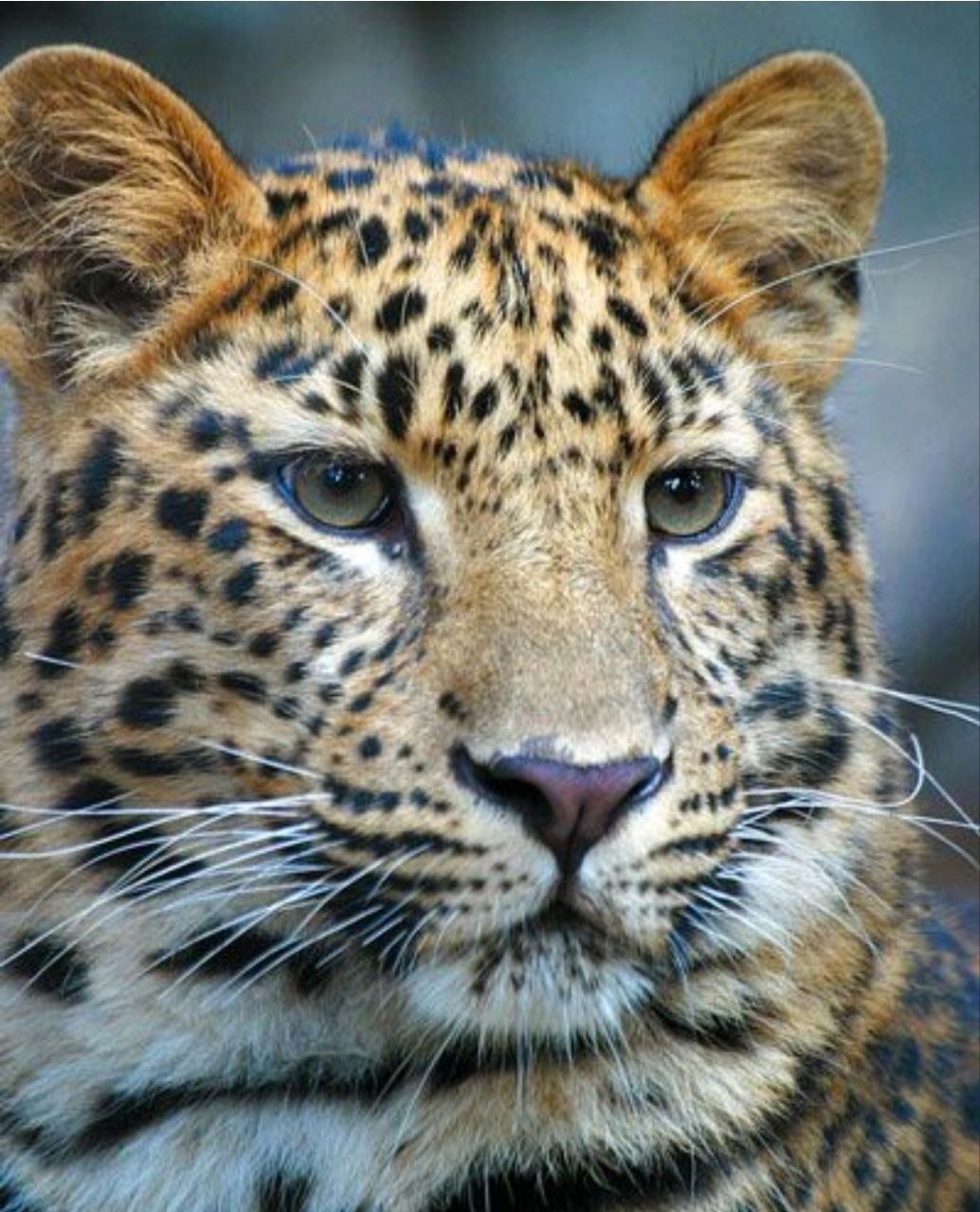 Дальневосточный леопард картинки