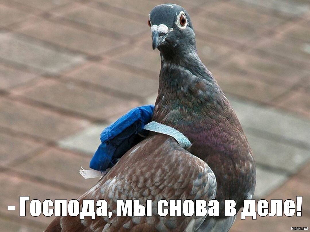 Бельгийский почтовый голубь