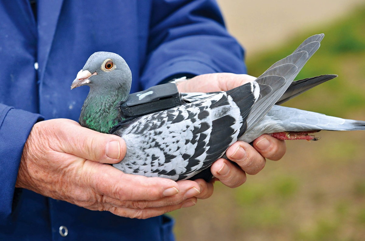 Голубь почтальон