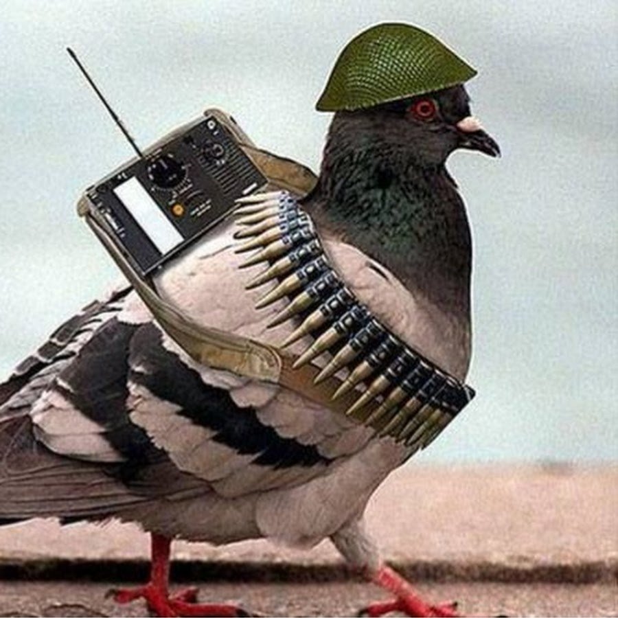 Боевой голубь