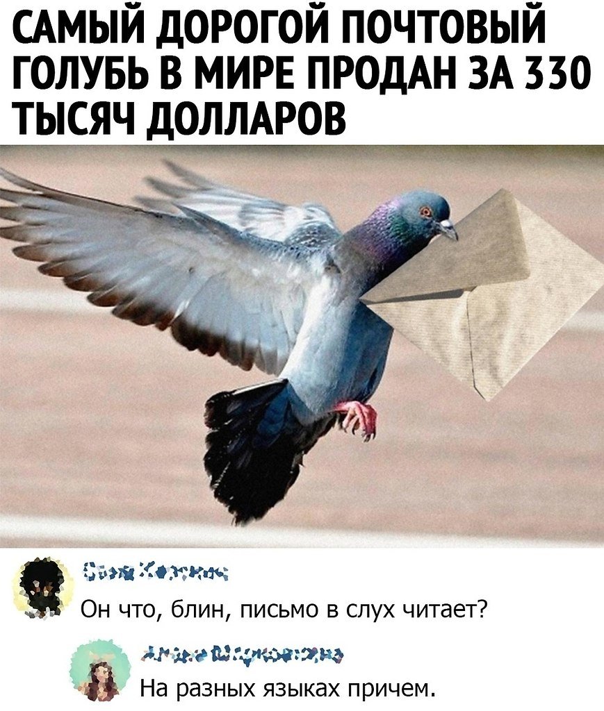 Почтовый голубь смешной