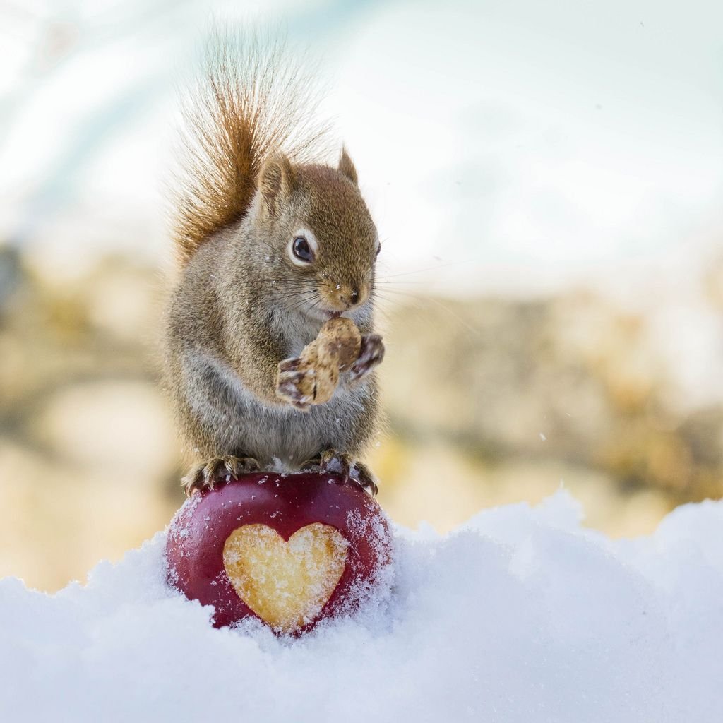 Гирт Вегген белки