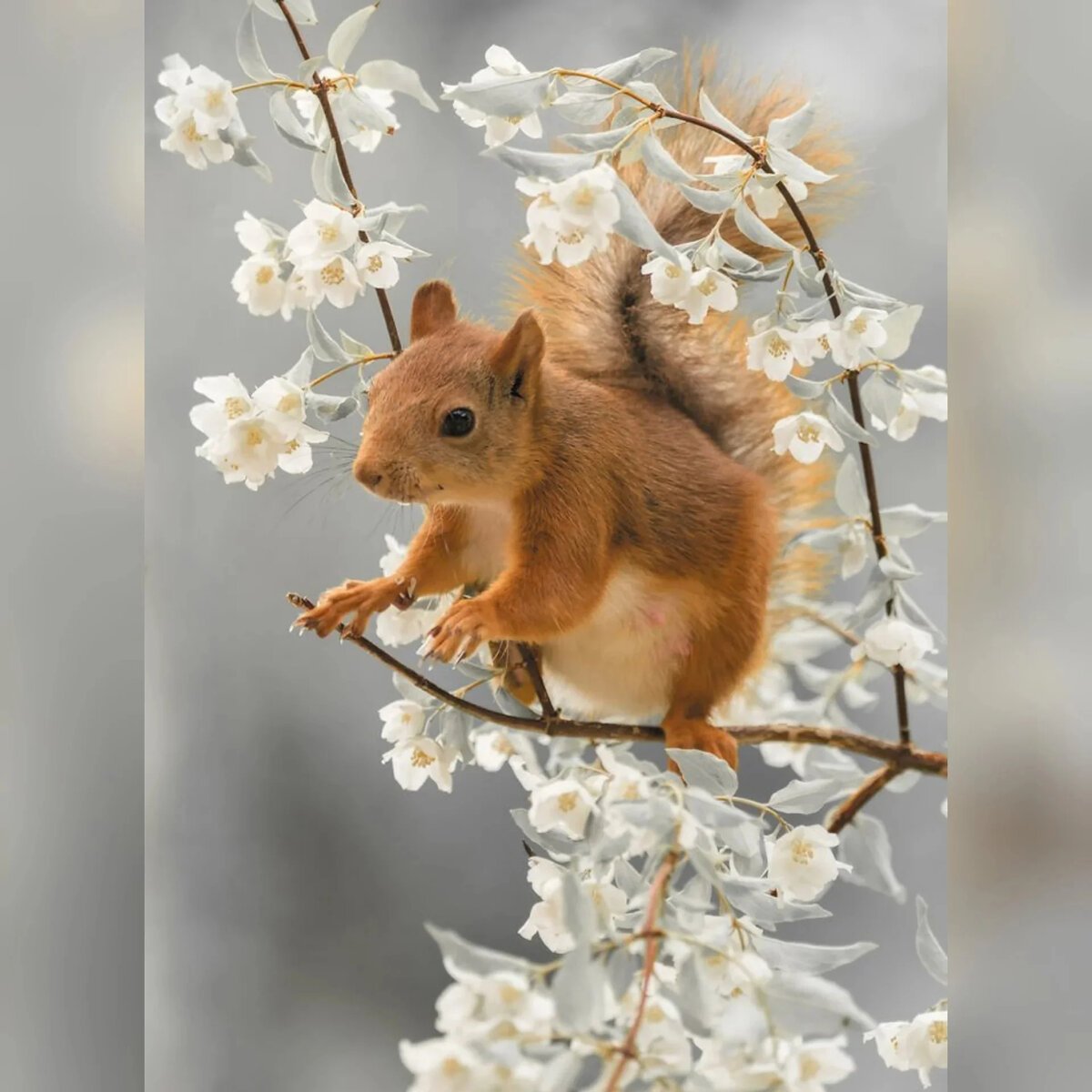 Пожелания с белкой