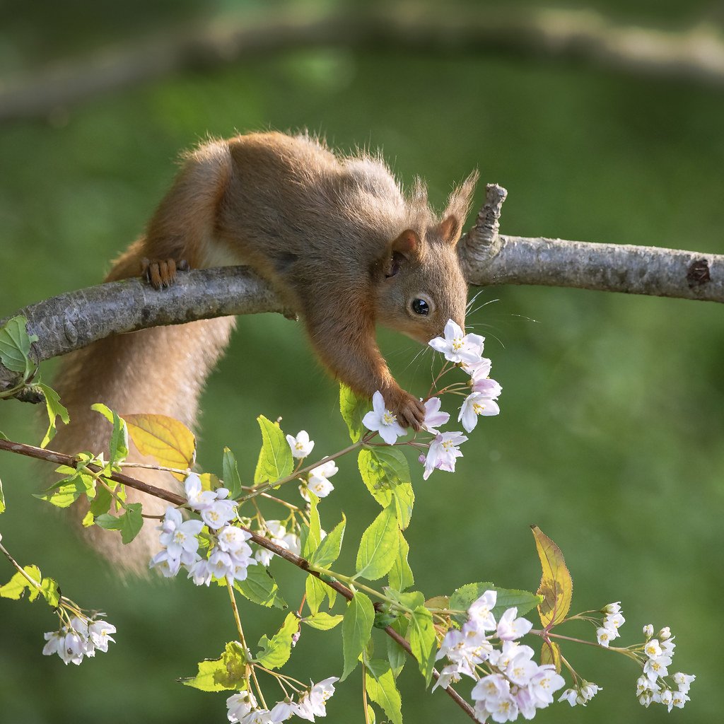 Природа Весна с животными