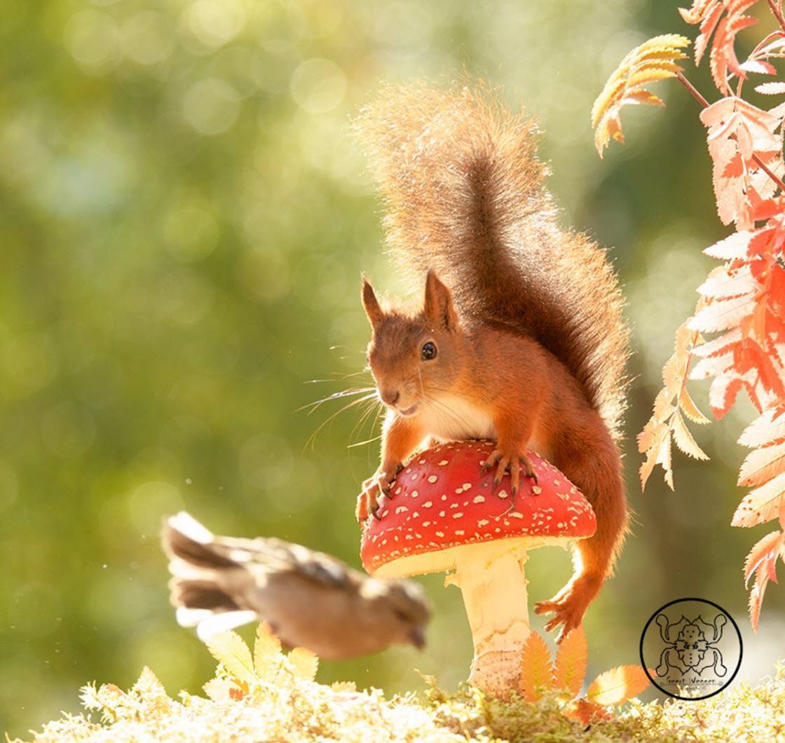 Белка красавица