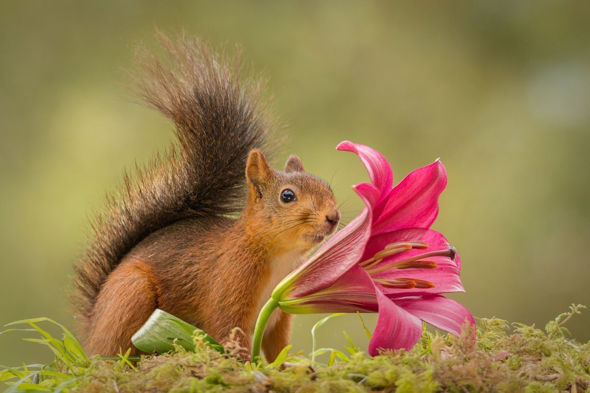 Утренняя белка