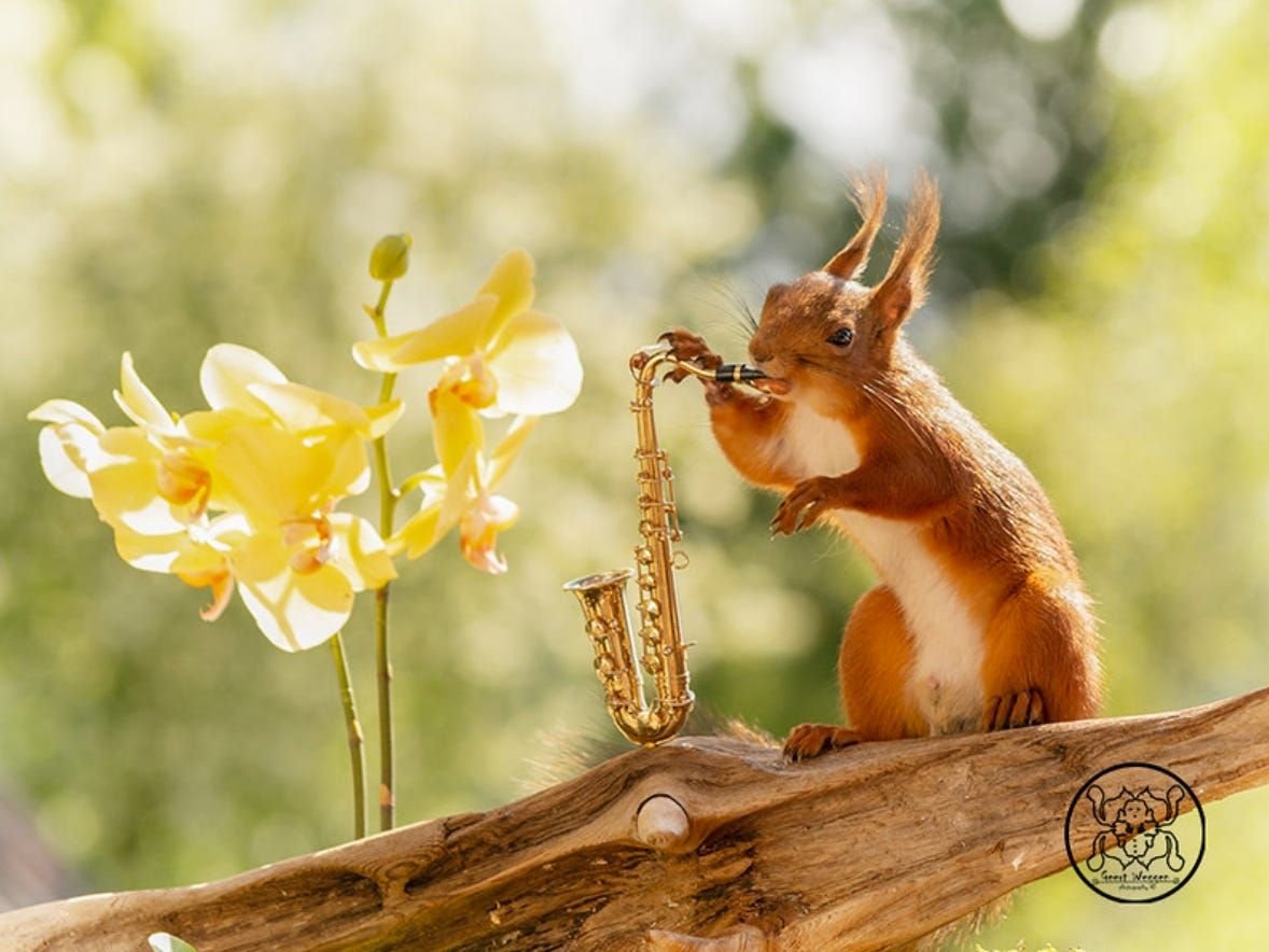 Верба и животные