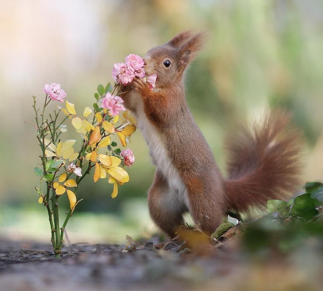 Белочка летом