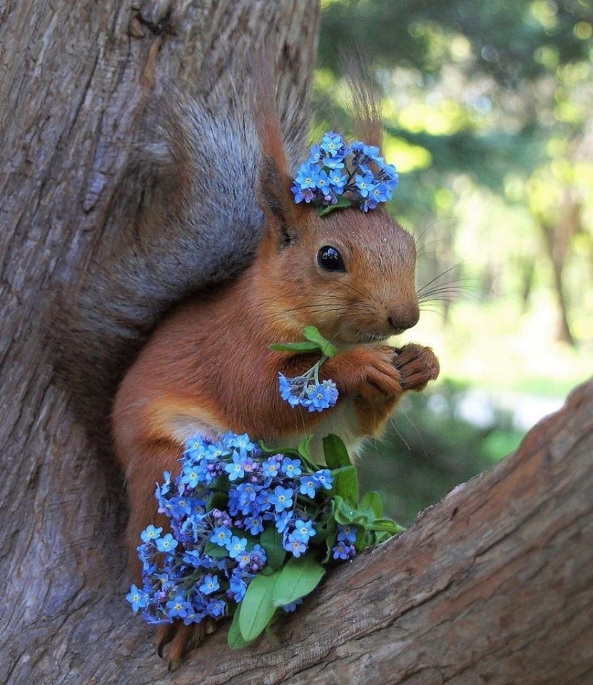 Смешная белка