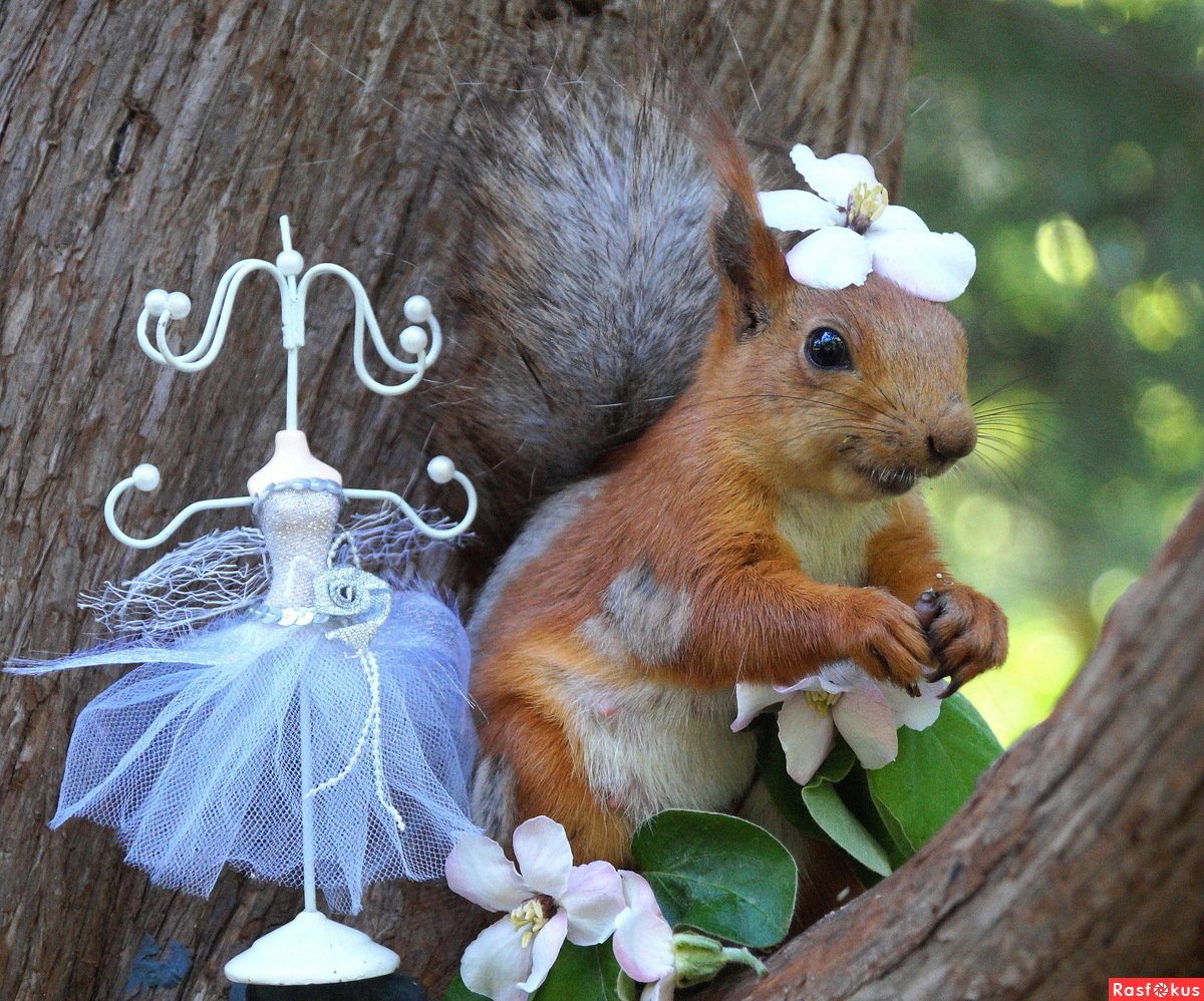 Белка у зеркала