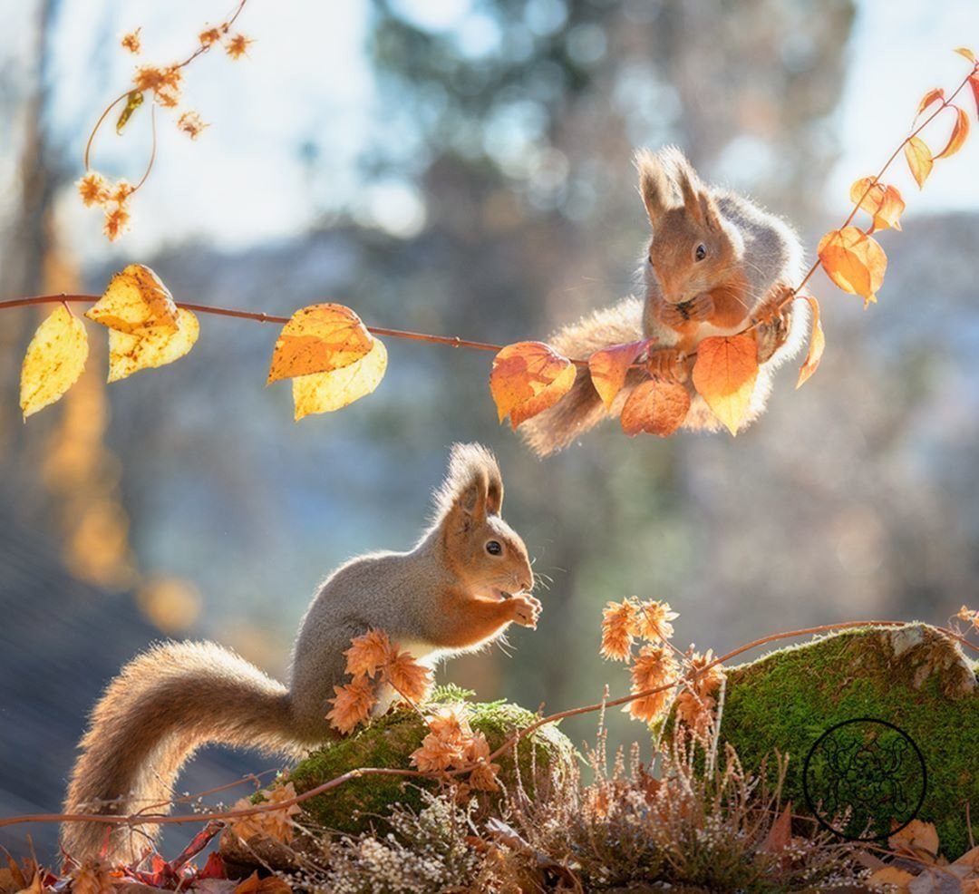 Герт Вегген фотограф