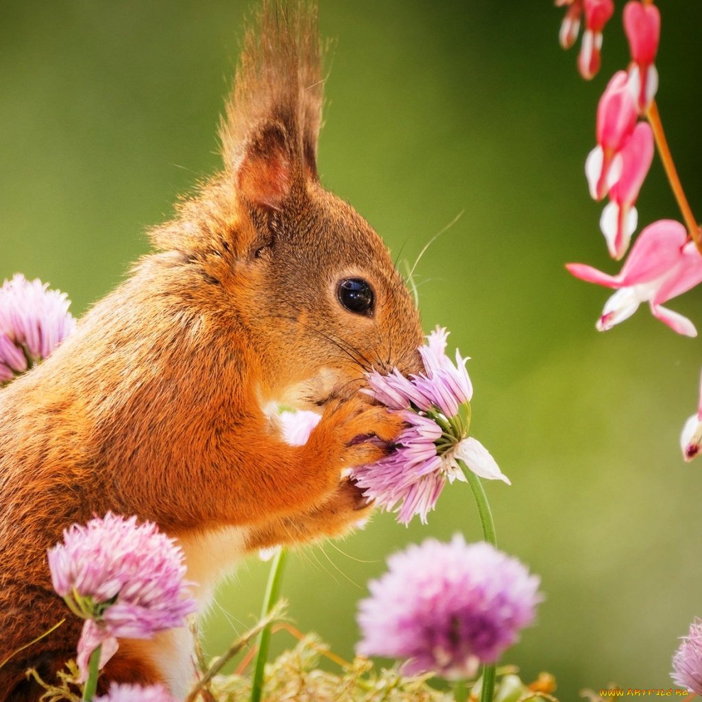 Птицы, белки