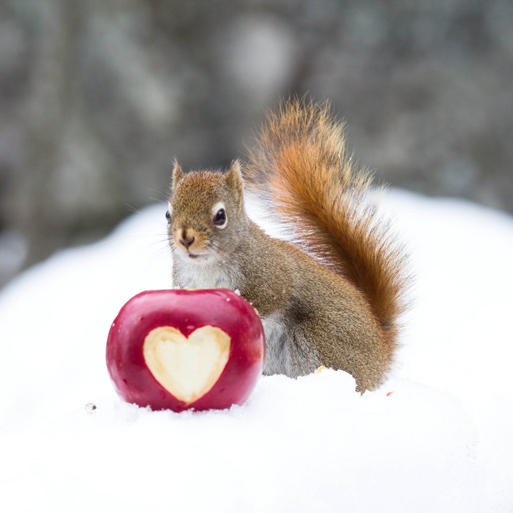 Белочка машет лапкой