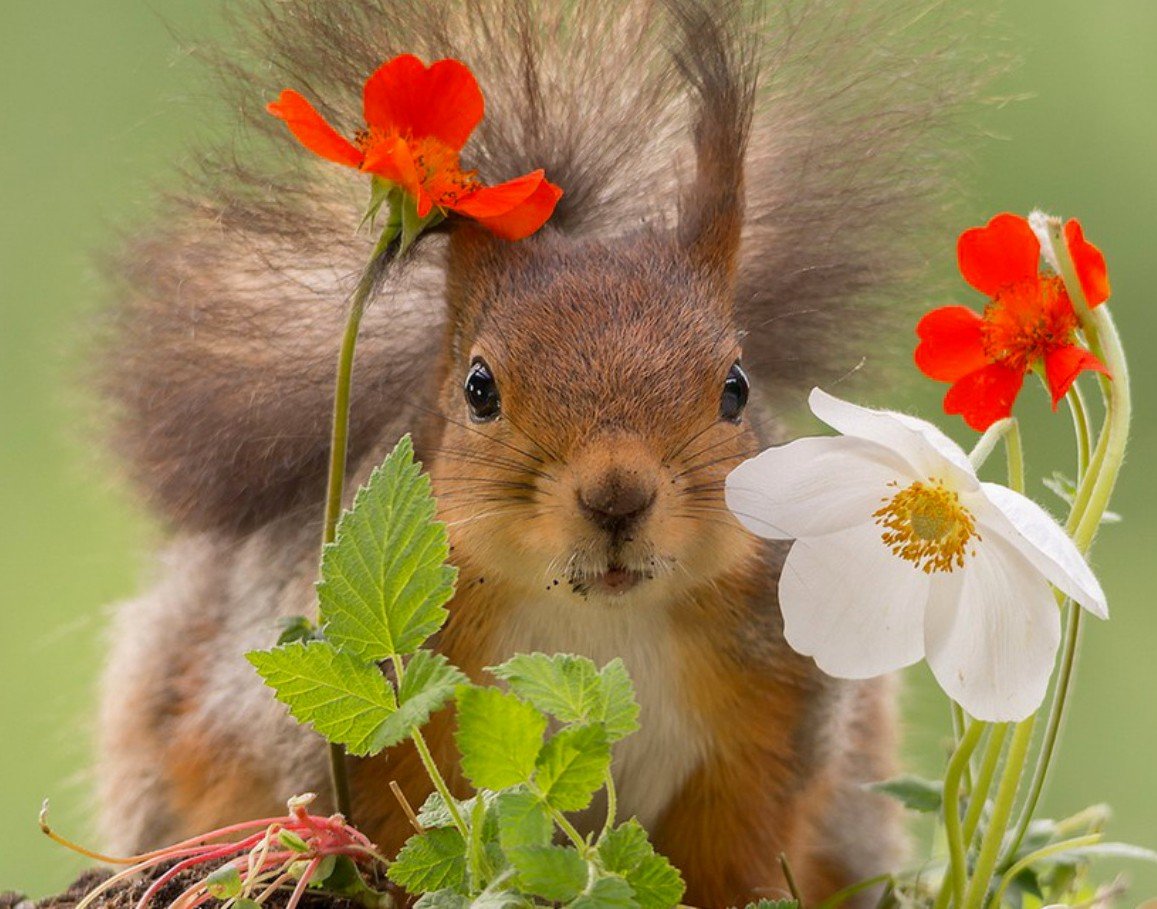 Гирт Вегген фотограф