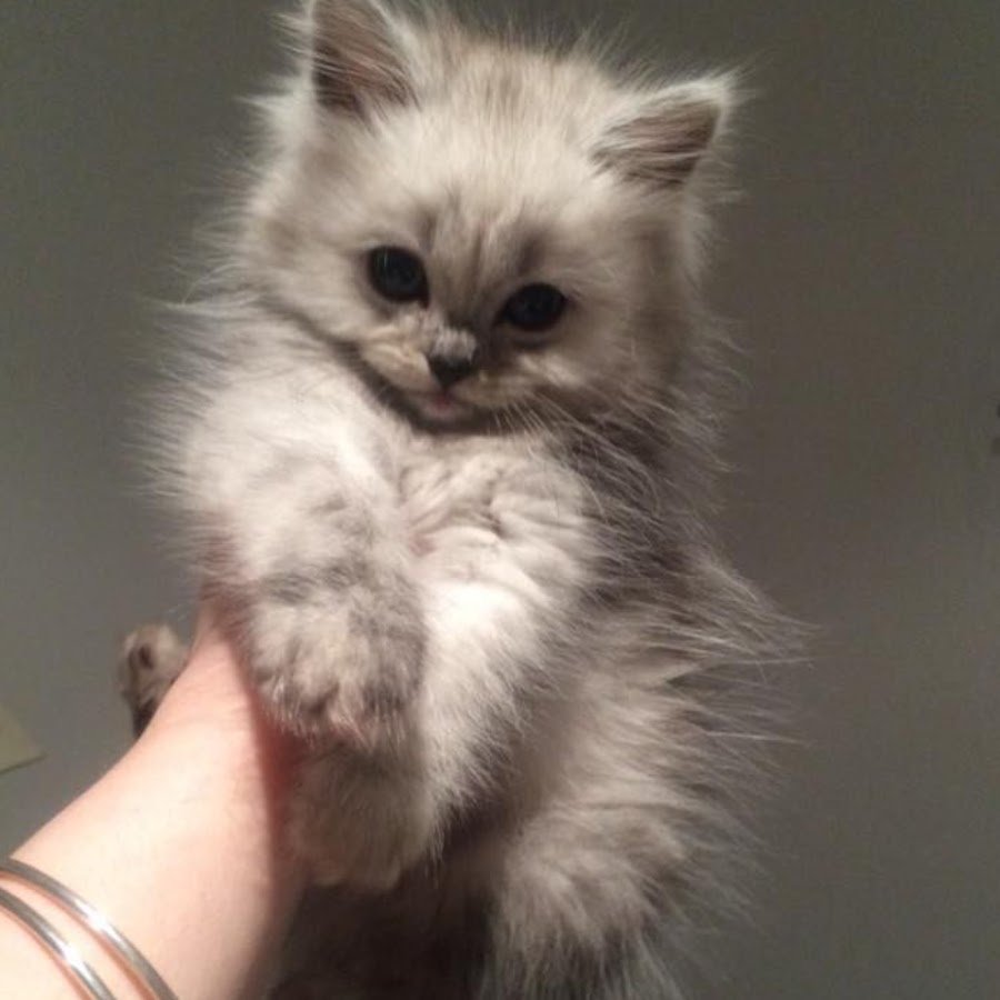 Серо белый котенок пушистый