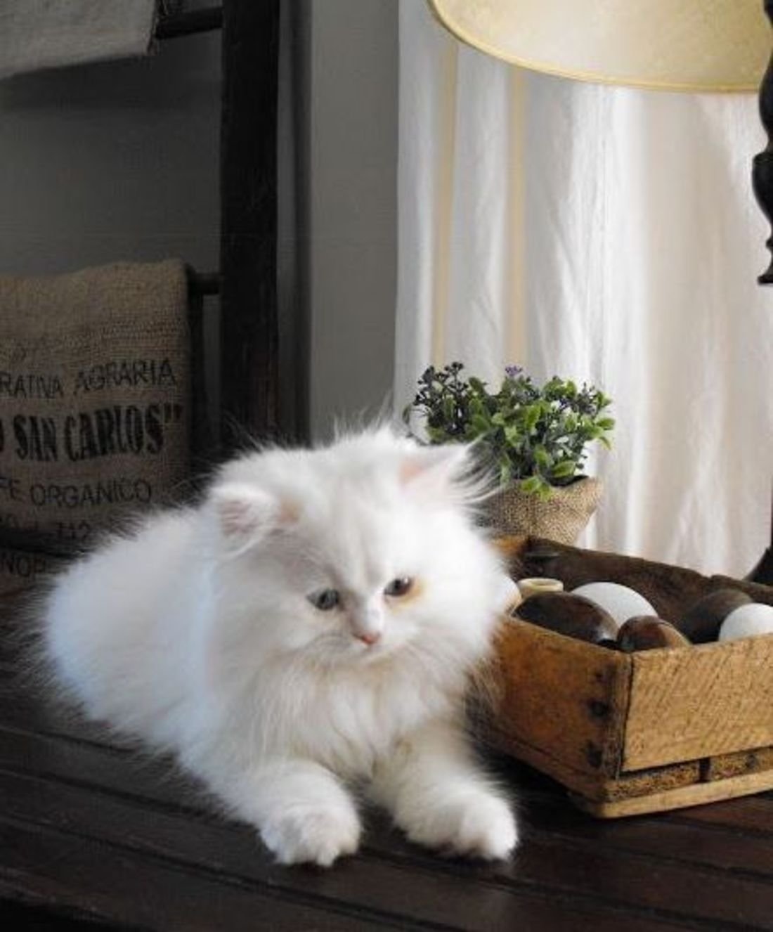 Милые котята